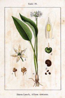 Gypsy onion