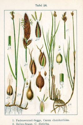 Carex disticha Hudson