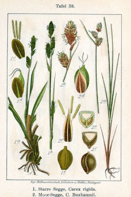 Brown bog sedge Brown bog sedge