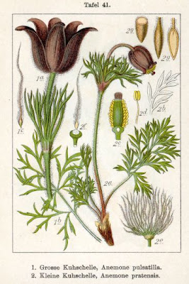 European pasqueflower European pasqueflower