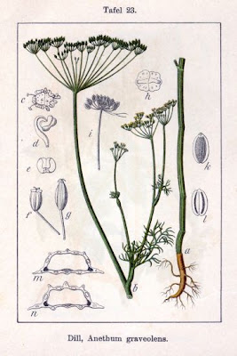 Dill Dill