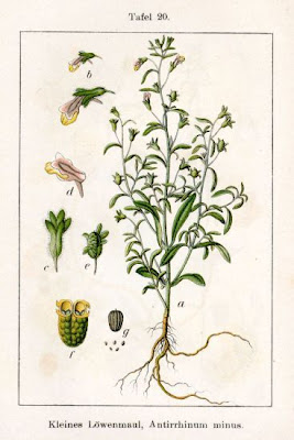 Dwarf-snapdragon