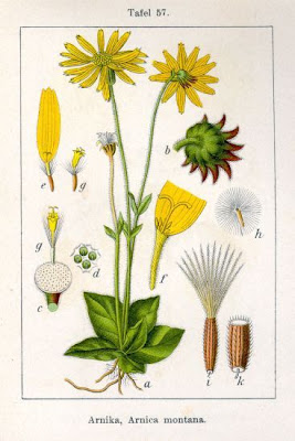 European arnica