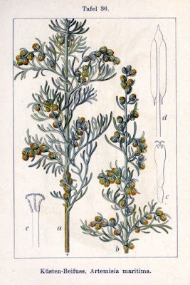 Wormseed
