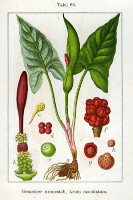 Arum maculatum L.
