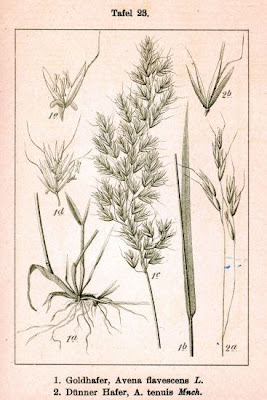 Avoine jaunātre Avoine jaunātre