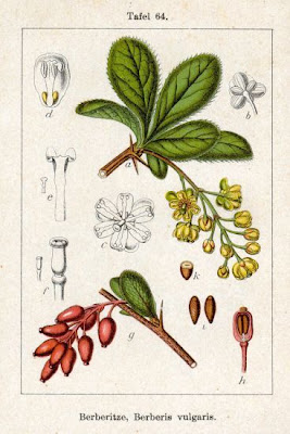 Espinho-de-S�o-Jo�o
