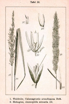 Calamagrostis arundinacea,
,
Cannella dei boschi,
Rough Small Reed