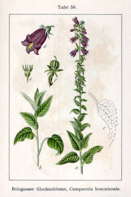 Campanula bononiensis L.