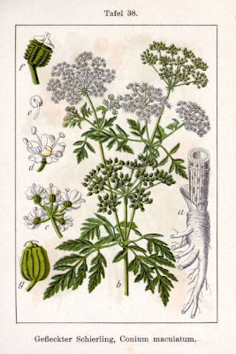 Carrot-fern Carrot-fern