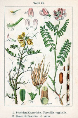 Ruda inglesa