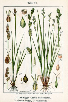 Carex heleonastes L. Fil.