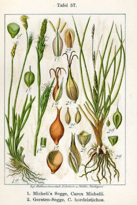 Barley Sedge Barley Sedge
