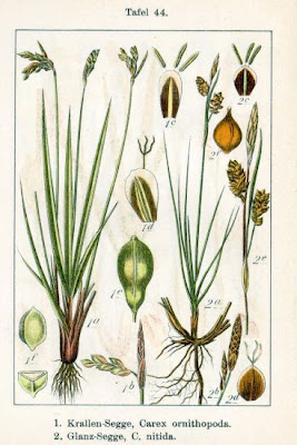 Carex ornithopoda Willd.