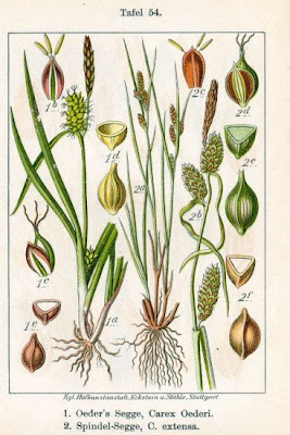 Carex oederi,
,
Carice di Oeder