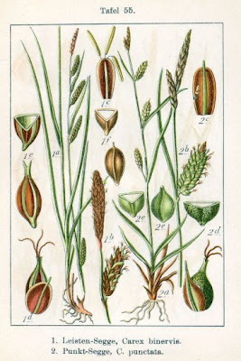 Dotted Sedge Dotted Sedge