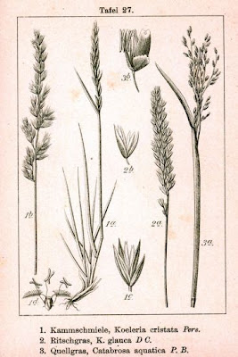 Water whorlgrass