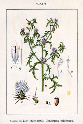 Fiordaliso stellato Fiordaliso stellato