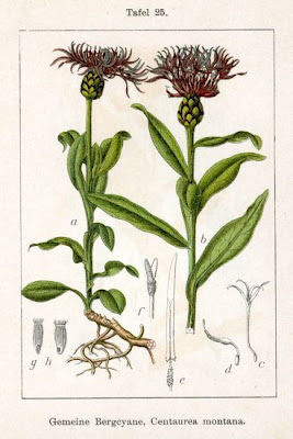 Fiordaliso montano