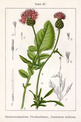 Greater knapweed Greater knapweed