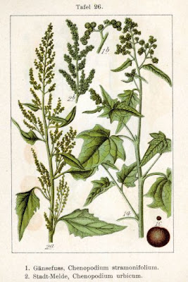 City goosefoot City goosefoot