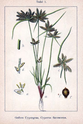 Cyperus flavescens L.