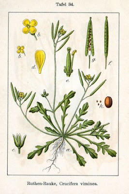 Crucifera viminea