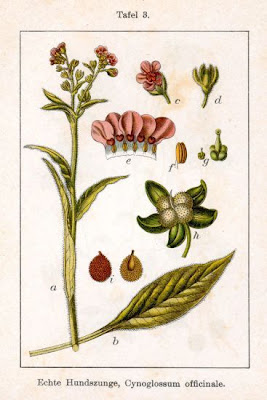 Common Hound's Tongue Common Hound's Tongue