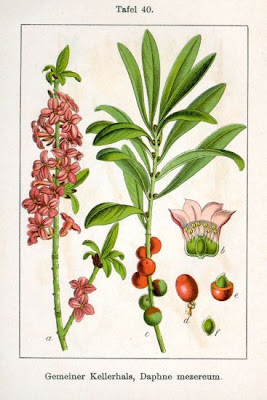 Camalea