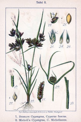 Cyperus michelianus (L.) Delile