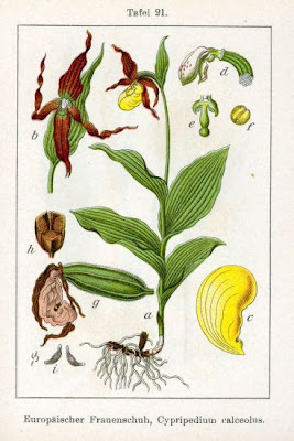 Yellow Lady's Slipper