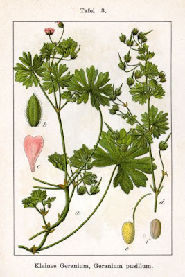 G�ranium � tiges gr�les