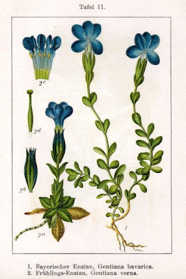 Genziana bavarese