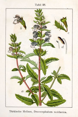 Dracocephalum moldavia