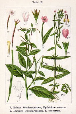 Garofanino scuro