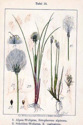 Eriophorum vaginatum L.