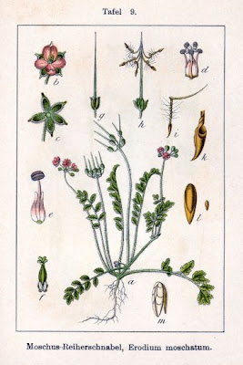 Musky stork's-bill