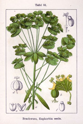 Leafy spurge Leafy spurge