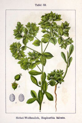 Euforbia falcata