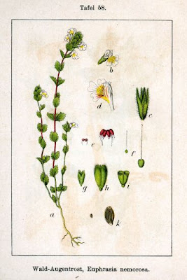 Common eyebright Common eyebright