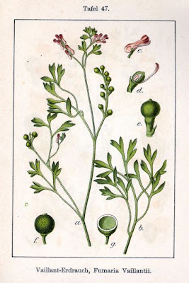 Palomilla de hoja fina