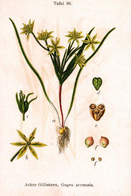 Gagea arvensis,
Cipollaccio dei campi