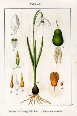 Galanthus nivalis L.