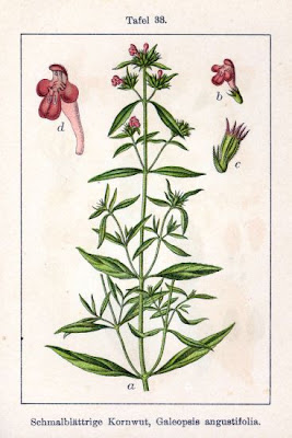 Galeopsis angustifolia Ehrh.