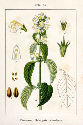 Galeopsis ochroleuca,
hemp-nettle