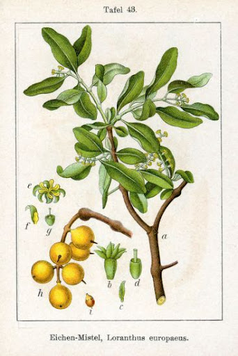Loranthus Europaeus