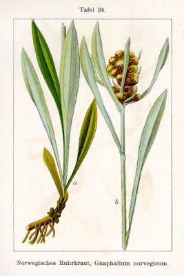 Norwegian cudweed