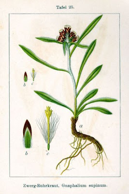 Dwarf Cudweed Dwarf Cudweed