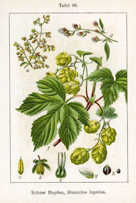 L�pulo
