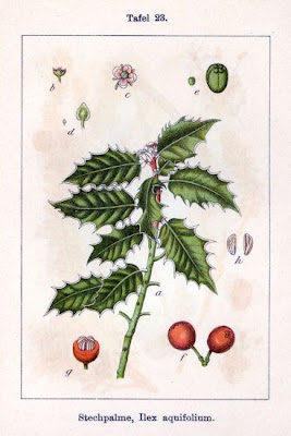 Ilex aquifolium,
Agrifoglio,
English holly